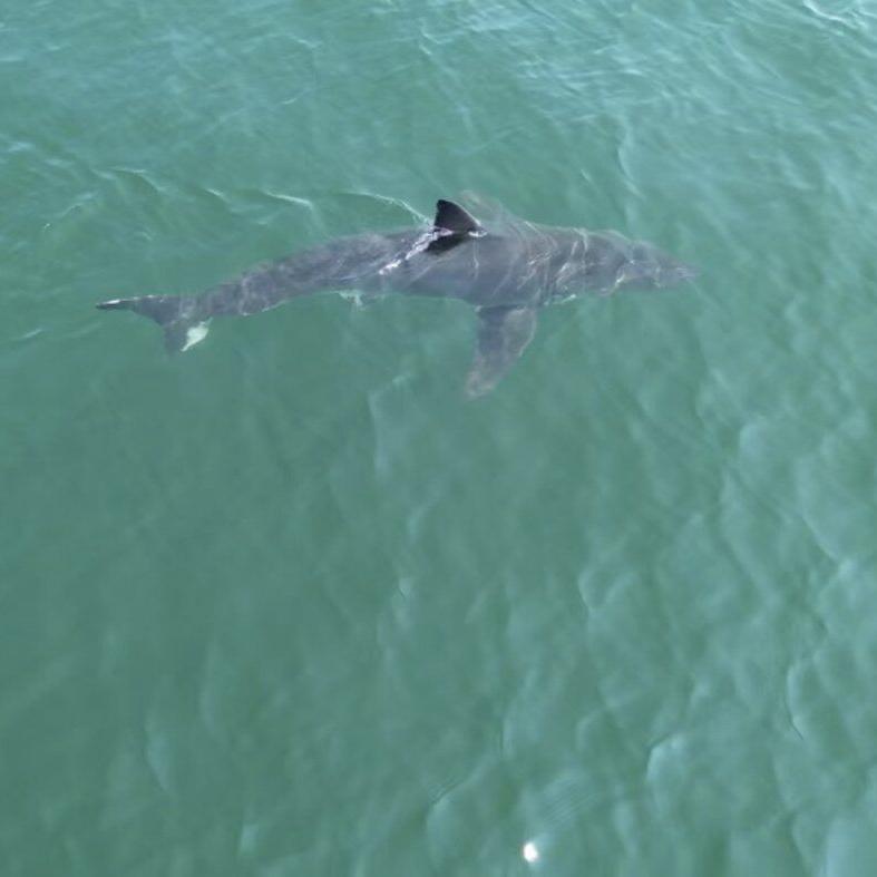Great white shark is seen near popular beaches in Maine, sparking a warning from police